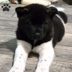 Olivia, Akita Puppy