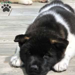 Olivia, Akita Puppy