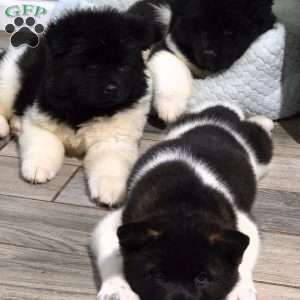 Chanel, Akita Puppy