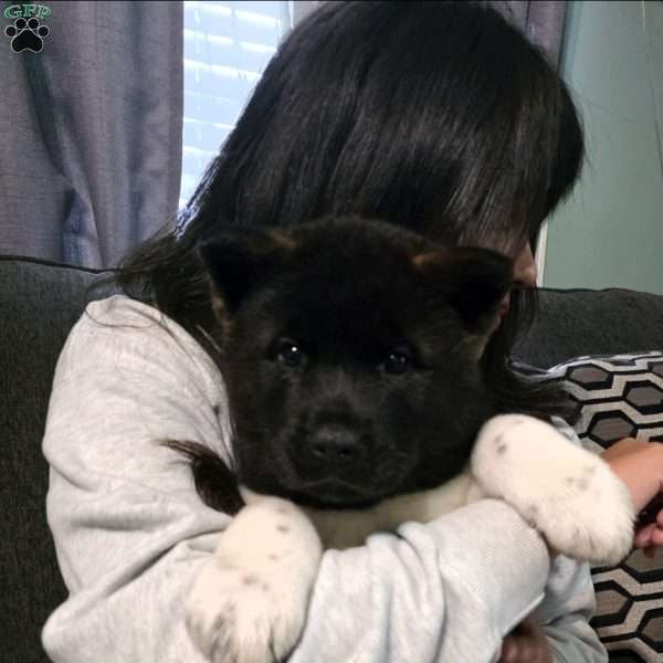 Olivia, Akita Puppy