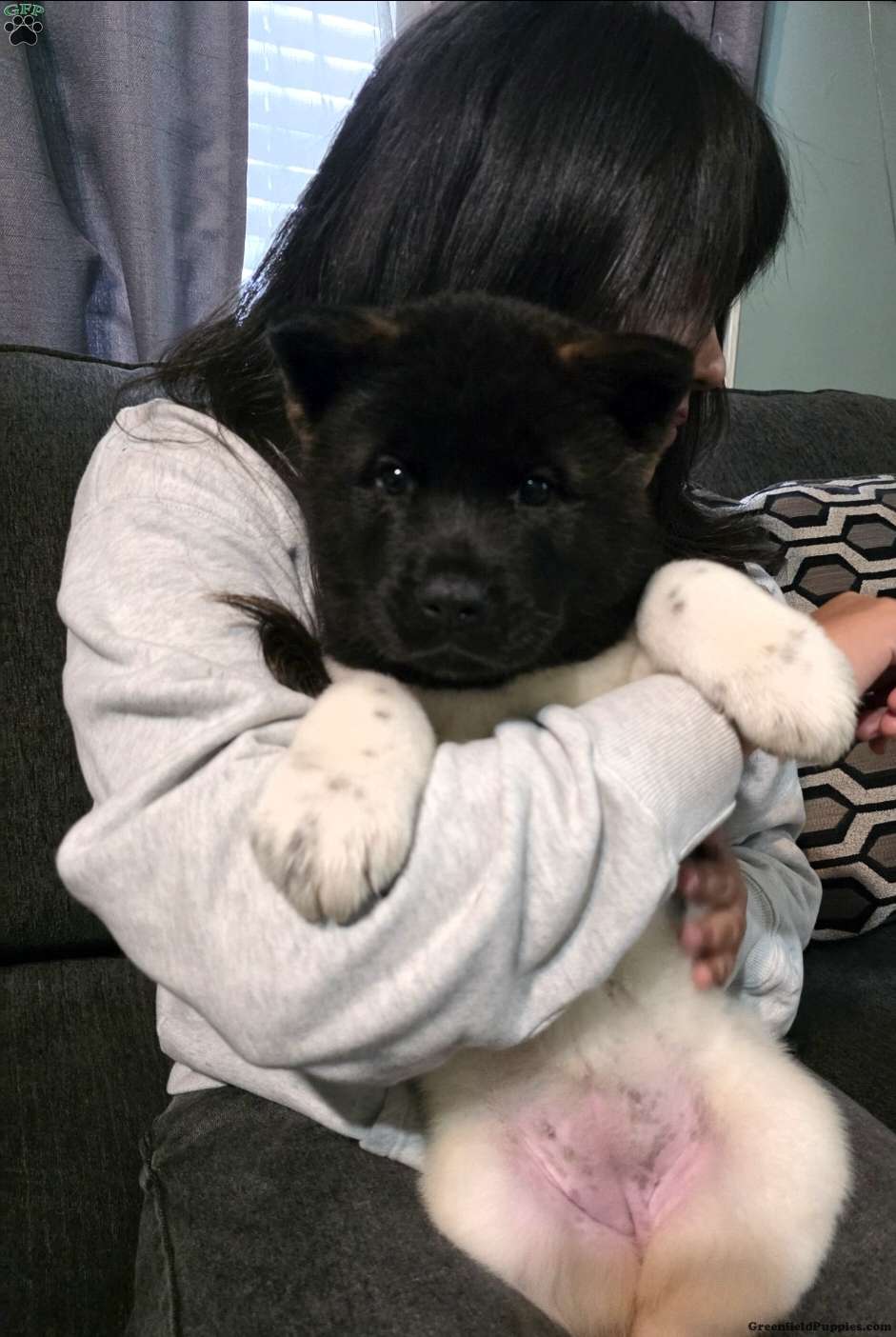 Olivia (Akita, Female) in Oxford, PA