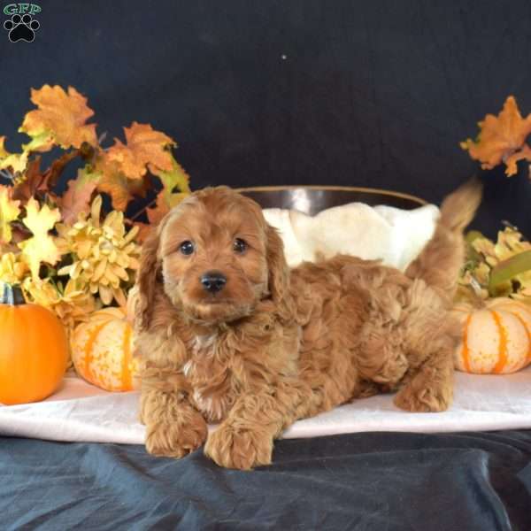Sebastian, Cavapoo Puppy