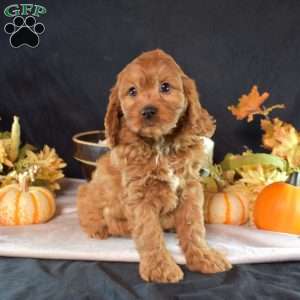 Sebastian, Cavapoo Puppy