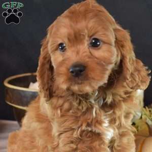 Sebastian, Cavapoo Puppy