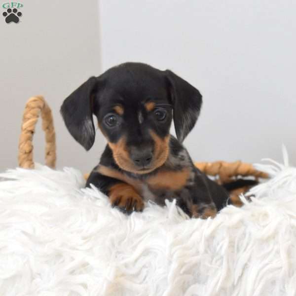 Serena, Dachshund Puppy
