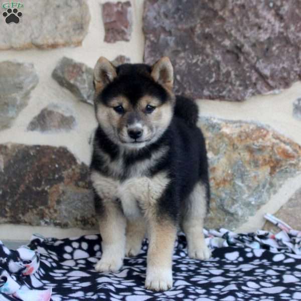 Serena, Shiba Inu Puppy