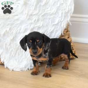 Serena, Dachshund Puppy