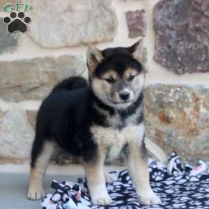 Serena, Shiba Inu Puppy