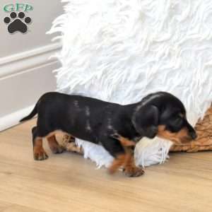 Serena, Dachshund Puppy
