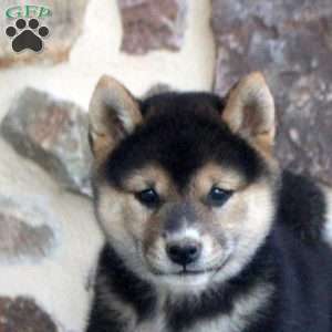 Serena, Shiba Inu Puppy