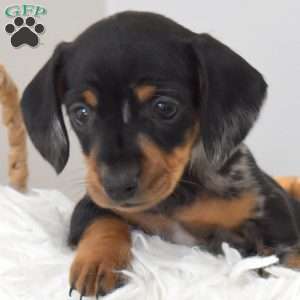 Serena, Dachshund Puppy