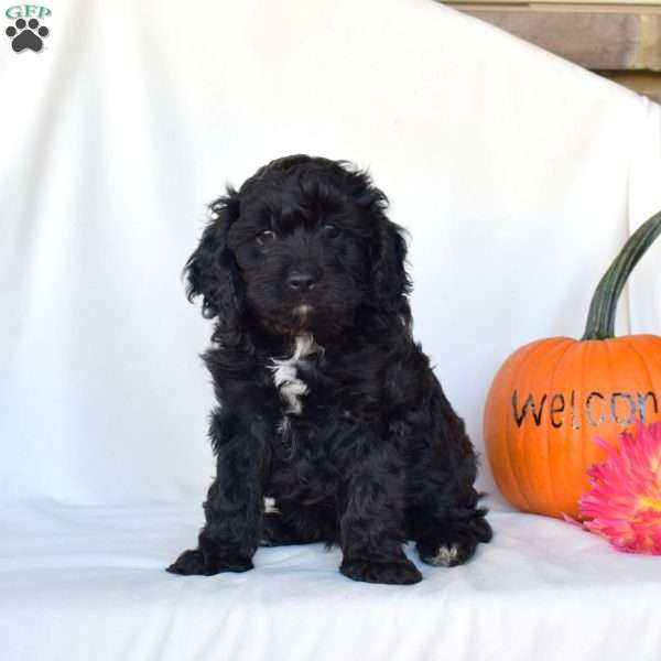 Shadow, Cavapoo Puppy