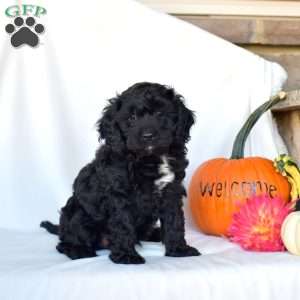 Shadow, Cavapoo Puppy