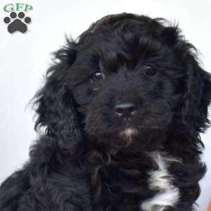 Shadow, Cavapoo Puppy