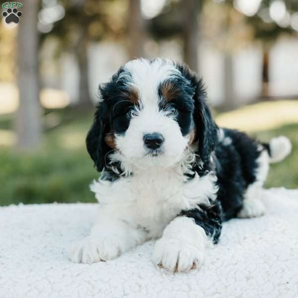 Shadow, Mini Bernedoodle Puppy
