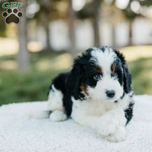 Shadow, Mini Bernedoodle Puppy