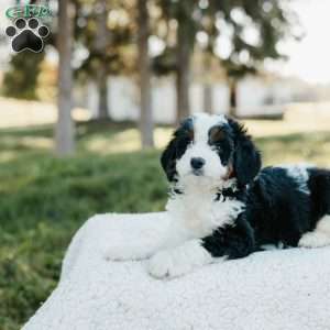 Shadow, Mini Bernedoodle Puppy