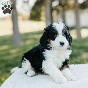Shadow, Mini Bernedoodle Puppy