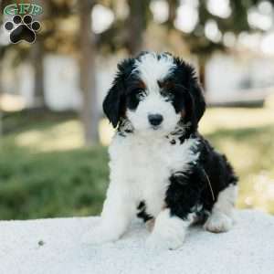 Shadow, Mini Bernedoodle Puppy