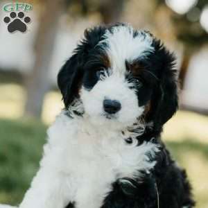 Shadow, Mini Bernedoodle Puppy