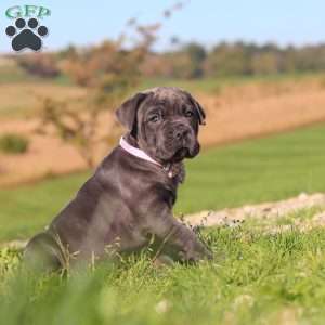 Sheba, Cane Corso Puppy