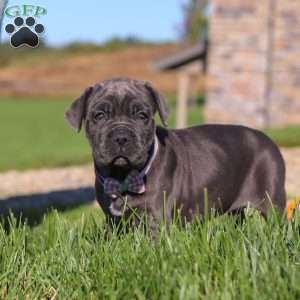 Sheba, Cane Corso Puppy