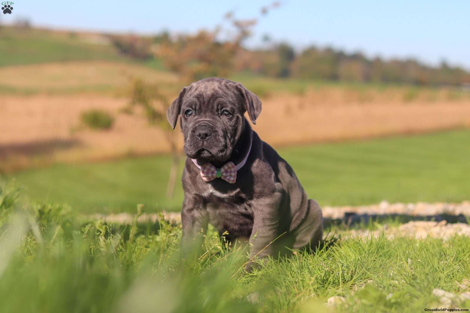 Sheba (Cane Corso, Female) in Sugarcreek, OH