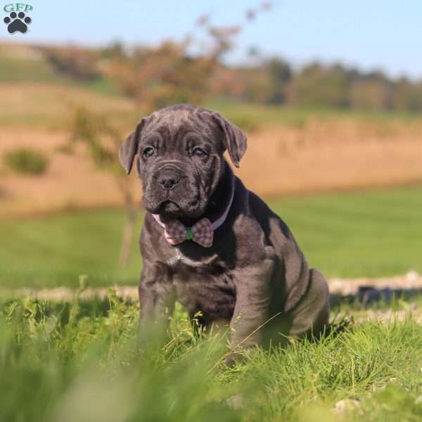 Sheba, Cane Corso Puppy