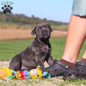Sheba, Cane Corso Puppy