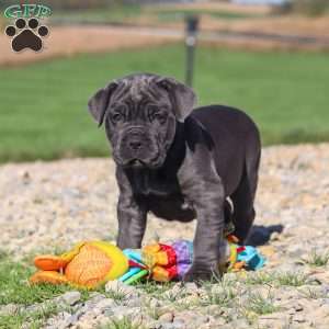 Sheba, Cane Corso Puppy