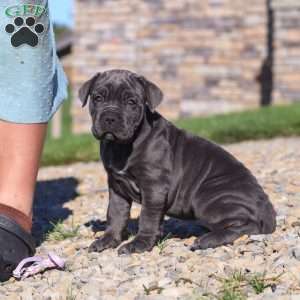 Sheba, Cane Corso Puppy