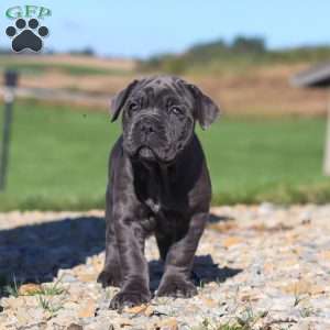 Sheba, Cane Corso Puppy