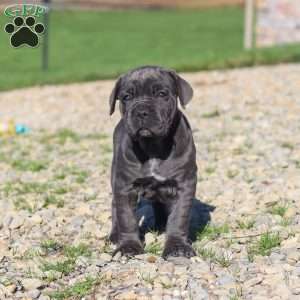 Sheba, Cane Corso Puppy
