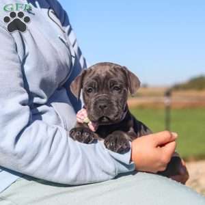 Sheba, Cane Corso Puppy