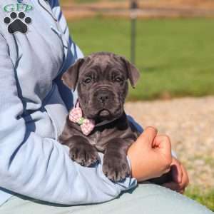 Sheba, Cane Corso Puppy
