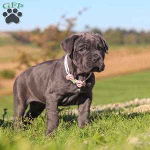 Sheba, Cane Corso Puppy