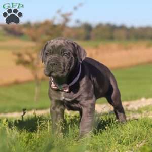 Sheba, Cane Corso Puppy