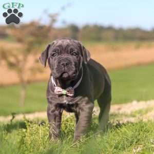 Sheba, Cane Corso Puppy