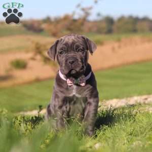 Sheba, Cane Corso Puppy