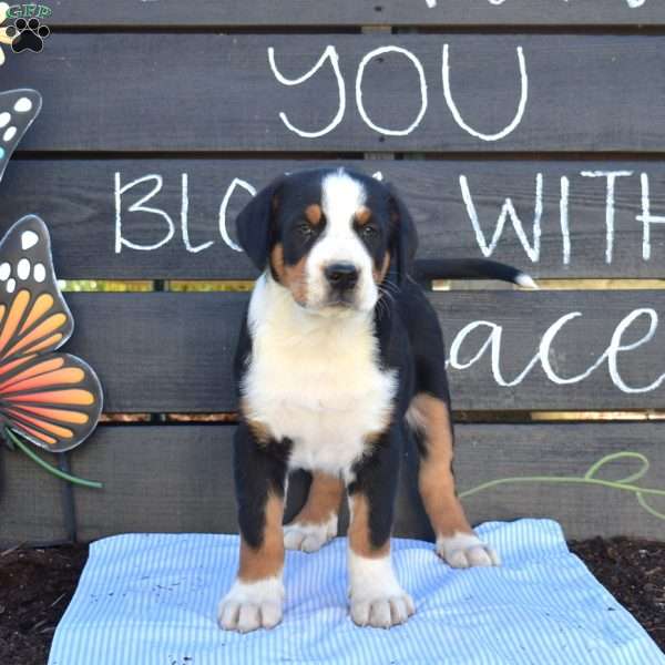 Sheriff, Greater Swiss Mountain Dog Puppy
