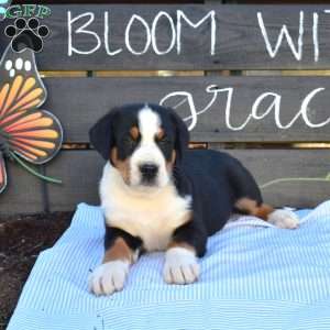Sheriff, Greater Swiss Mountain Dog Puppy