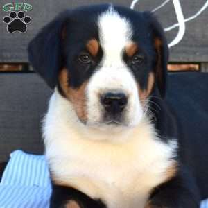 Sheriff, Greater Swiss Mountain Dog Puppy