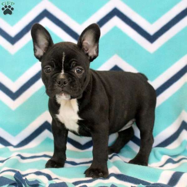 Sienna, Frenchton Puppy