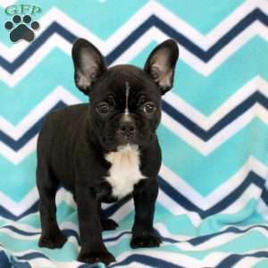 Sienna, Frenchton Puppy