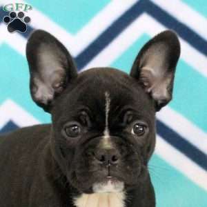 Sienna, Frenchton Puppy