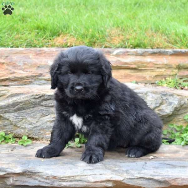 Sierra, Newfoundland Puppy