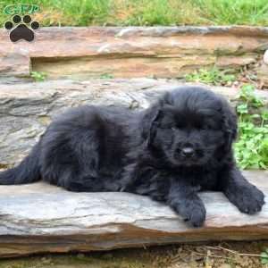 Sierra, Newfoundland Puppy