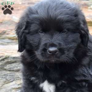 Sierra, Newfoundland Puppy