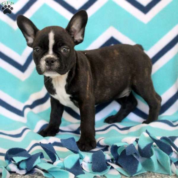 Silas, Frenchton Puppy