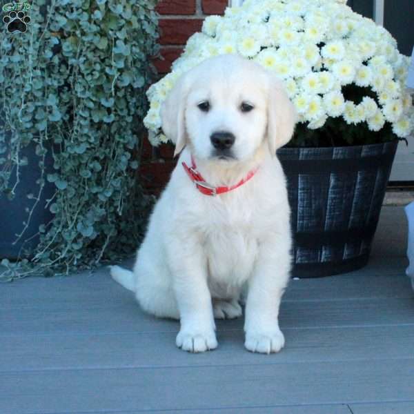 Silas, English Cream Golden Retriever Puppy
